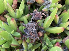 Carpobrotus chilensis