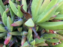 Carpobrotus chilensis