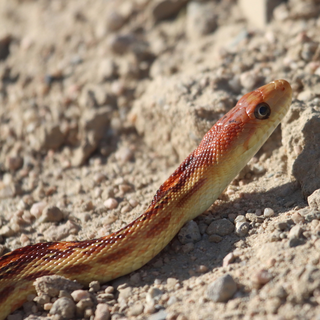 Cape Gopher Snake in December 2022 by Jozef K. Richards · iNaturalist