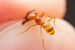 Pheidole desertorum
