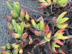 Carpobrotus chilensis