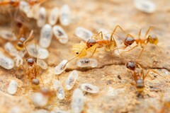 Pheidole desertorum