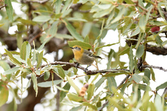 Peucedramus taeniatus