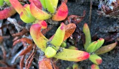 Carpobrotus chilensis
