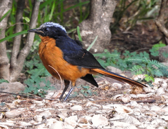 Cossypha albicapillus