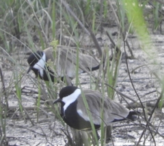 Vanellus spinosus