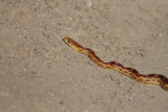 Pituophis vertebralis