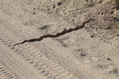 Pituophis vertebralis