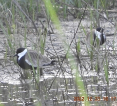 Vanellus spinosus