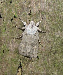 Lithophane ornitopus