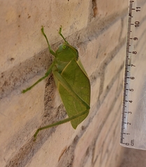 Stilpnochlora azteca