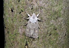 Lithophane ornitopus