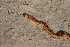 Pituophis vertebralis
