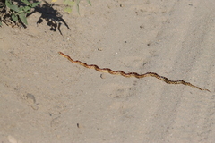 Pituophis vertebralis