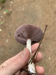 Cortinarius iodes
