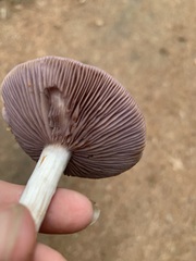 Cortinarius iodes