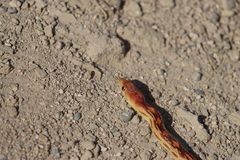 Pituophis vertebralis