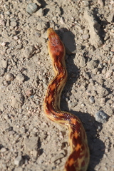 Pituophis vertebralis