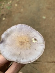 Cortinarius iodes