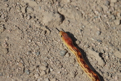 Pituophis vertebralis