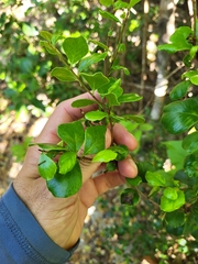 Sideroxylon obovatum