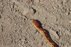 Pituophis vertebralis