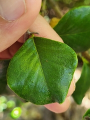 Sideroxylon obovatum