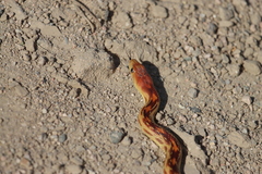 Pituophis vertebralis