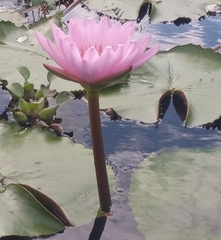 Nymphaea lotus