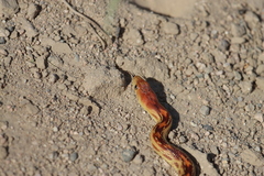 Pituophis vertebralis
