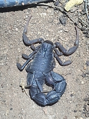 Parabuthus transvaalicus