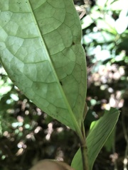 Prunus buxifolia
