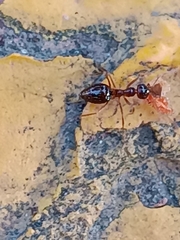 Prenolepis nitens