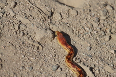 Pituophis vertebralis