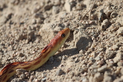 Pituophis vertebralis
