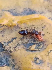 Prenolepis nitens