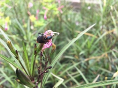 Strigoderma sulcipennis