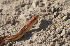 Pituophis vertebralis