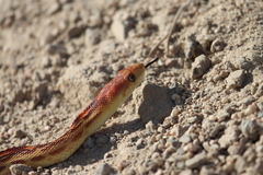 Pituophis vertebralis