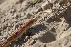 Pituophis vertebralis