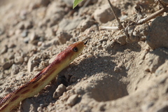 Pituophis vertebralis
