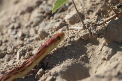 Pituophis vertebralis