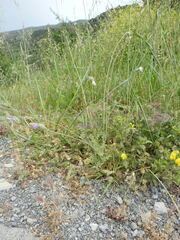 Tyrimnus leucographus