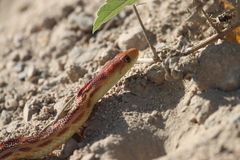 Pituophis vertebralis