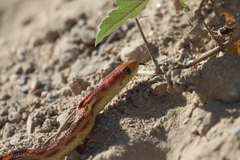 Pituophis vertebralis