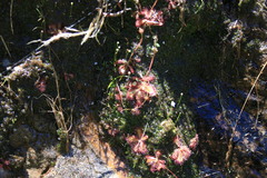 Drosera trinervia