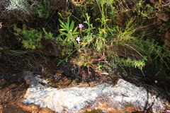 Drosera capensis