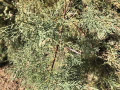 Tamarix