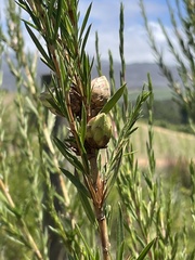 Cliffortia strobilifera