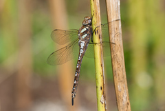 Aeshna mixta
